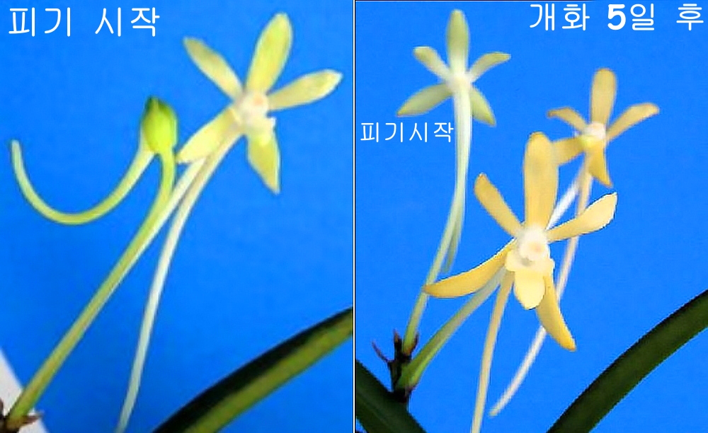 취황전ff.jpg