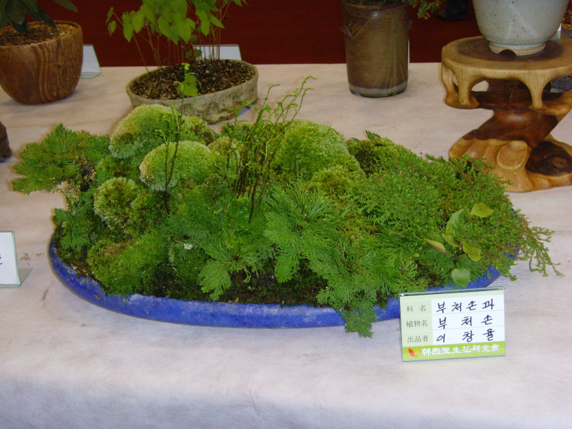 snv30686_copy1.jpg