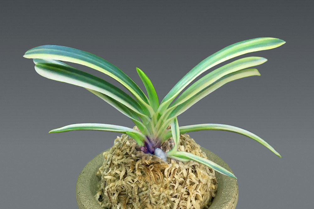 86e8aedb019c0c4515763d6f58434f20_1763545982_7128.jpg 86e8aedb019c0c4515763d6f58434f20_1763545982_7128.jpg