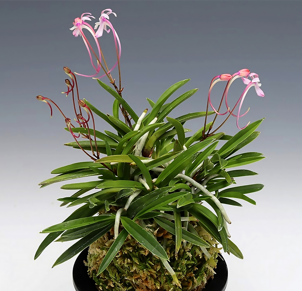 dbbdd471b65790a1cb4e22422b89ef45_1763528566_5563.jpg dbbdd471b65790a1cb4e22422b89ef45_1763528566_5563.jpg